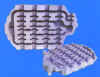 phtnodu.jpg (11879 bytes)